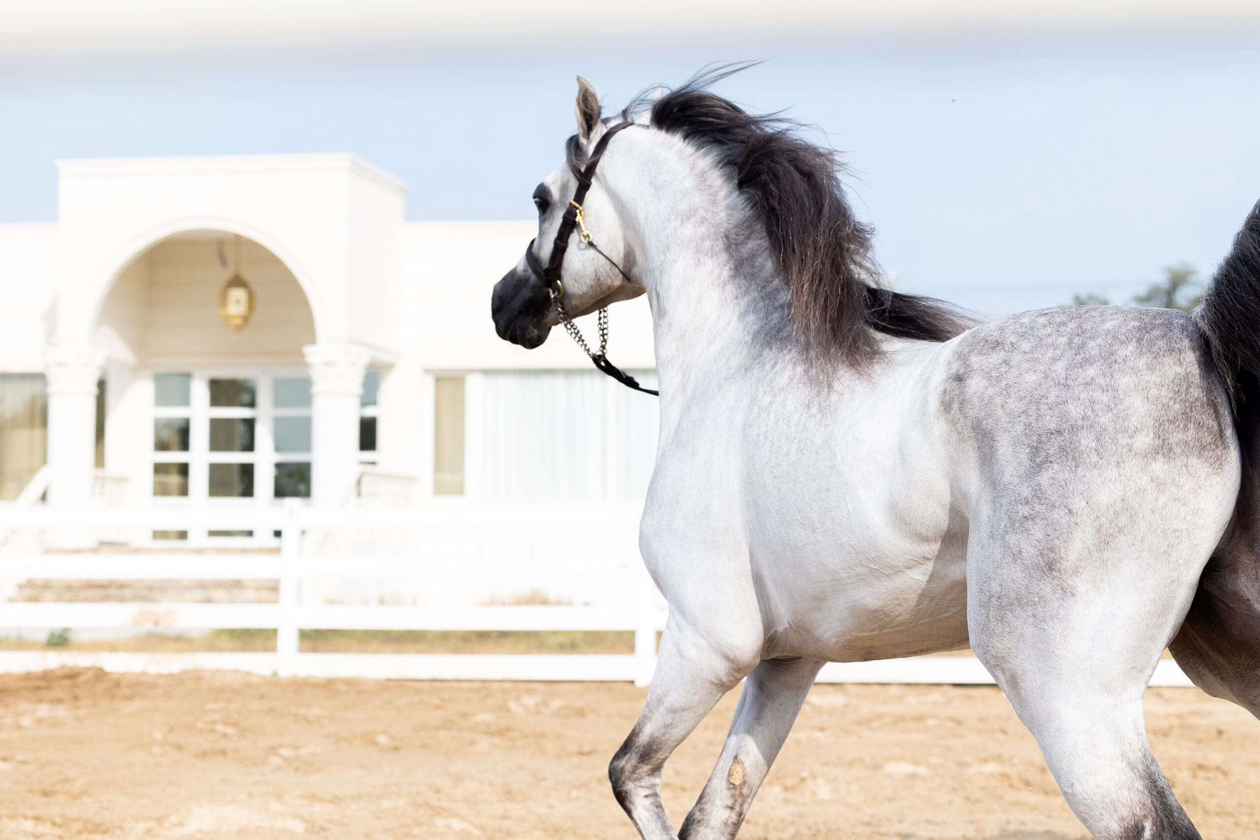 equestrian marketing