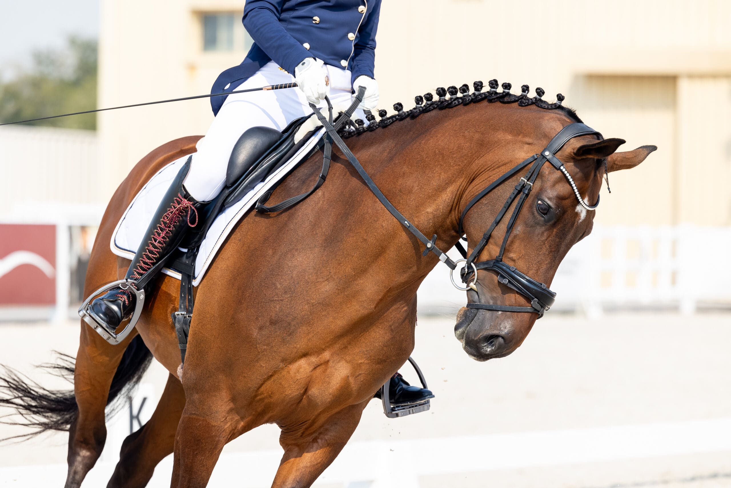 GCC dressage