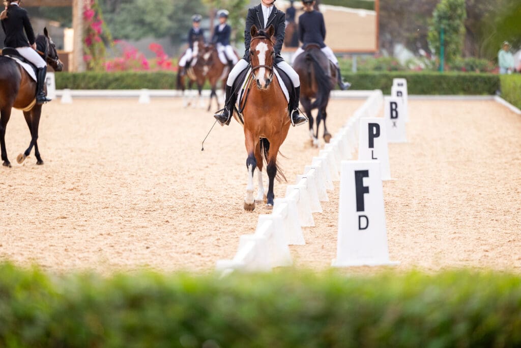 Dressage UAE