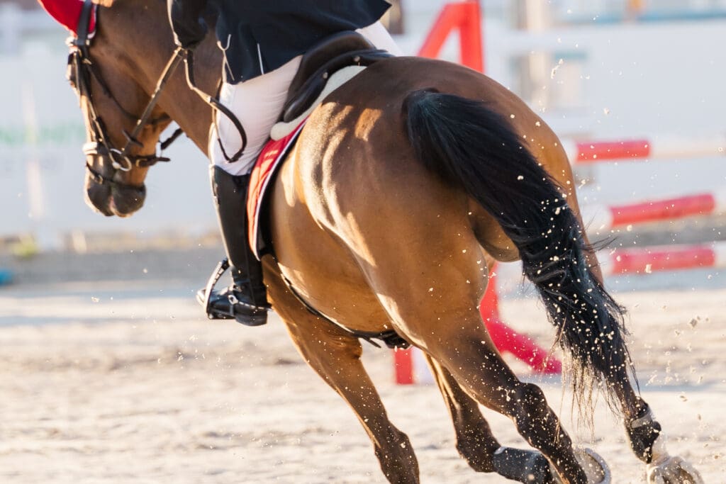 Equestrian photoshoot for Asayl marketing about stable management