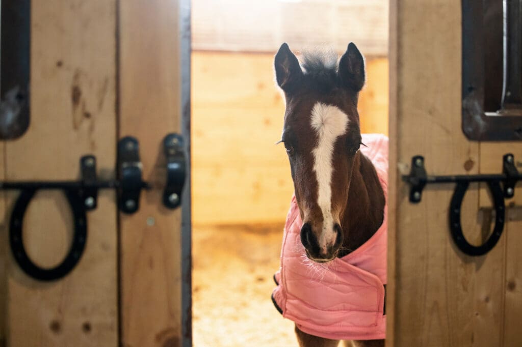 Foal in Barn to Describe Livery Cost UAE