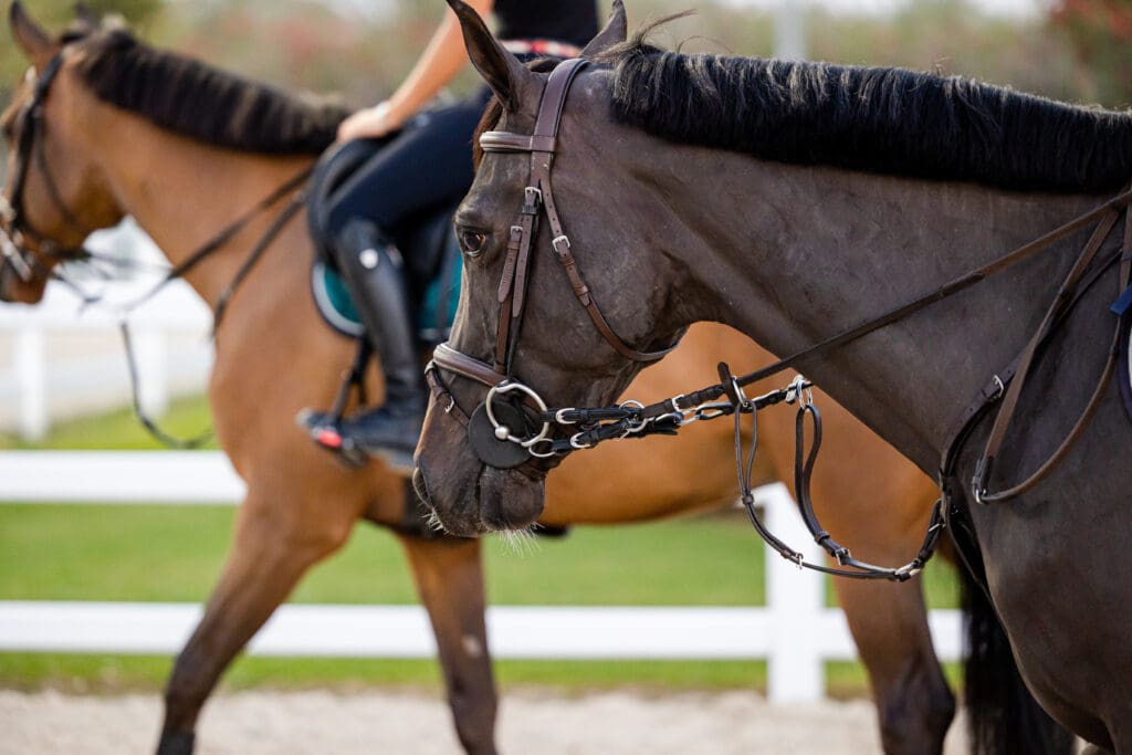 Equestrian photoshoot for Asayl marketing about stable management