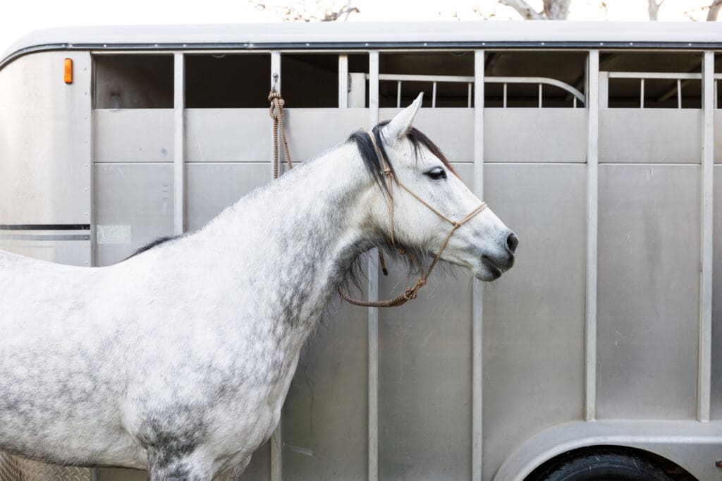 horse in front of horse trailer